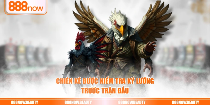 Chiên kê được kiểm tra kỹ lưỡng trước trận đấu