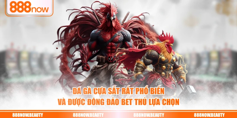 Đá gà cựa sắt rất phổ biến và được đông đảo bet thủ lựa chọn