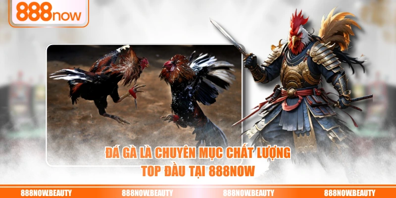 Đá gà là chuyên mục chất lượng top đầu tại 888NOW