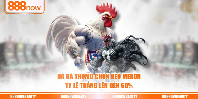 Đá gà Thomo chọn kèo Meron tỷ lệ thắng lên đến 60%