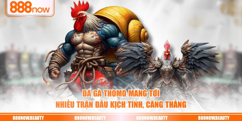 Đá gà Thomo mang tới nhiều trận đấu kịch tính, căng thẳng