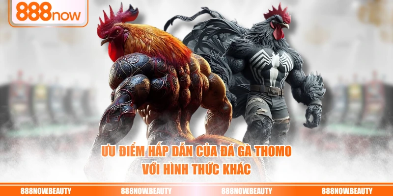 Ưu điểm hấp dẫn của đá gà Thomo với hình thức khác